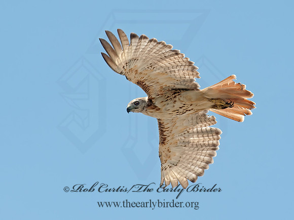 Buteo jamaicensis  RED-TAILED HAWK 8028909z