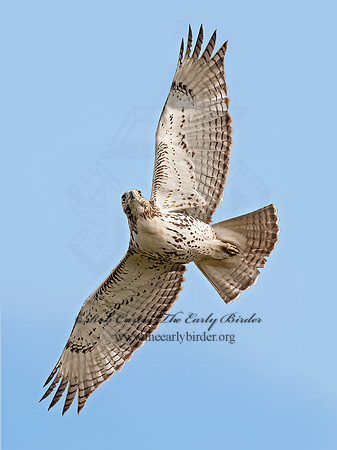 Buteo jamaicensis  RED-TAILED HAWK 8029199z