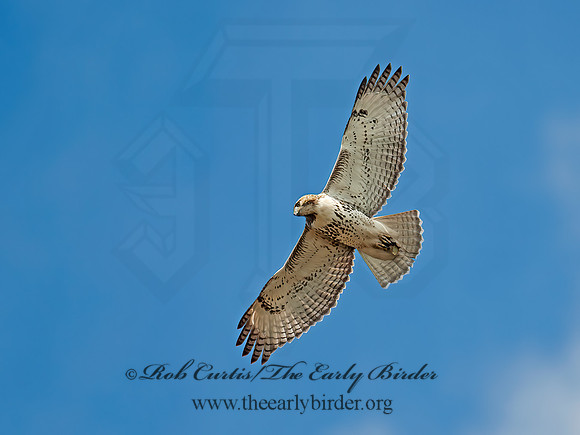 Buteo jamaicensis  RED-TAILED HAWK 8029382z