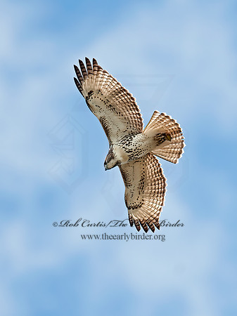 Buteo jamaicensis  RED-TAILED HAWK 8029389z