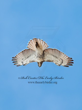 Buteo jamaicensis  RED-TAILED HAWK 8029386z