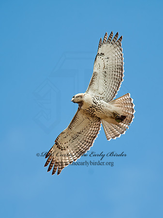 Buteo jamaicensis  RED-TAILED HAWK 8029392z