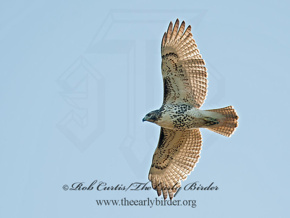 Buteo jamaicensis  RED-TAILED HAWK 8029425z