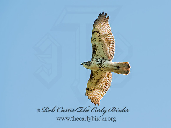 Buteo jamaicensis  RED-TAILED HAWK 8023983z