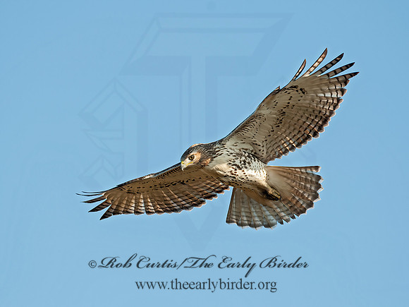 Buteo jamaicensis  RED-TAILED HAWK 8029698z