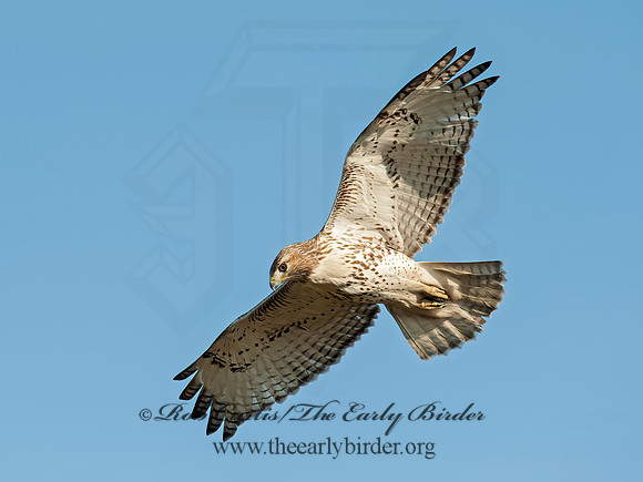 Buteo jamaicensis  RED-TAILED HAWK 8029699z