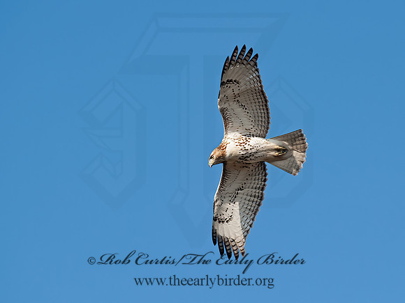 Buteo jamaicensis  RED-TAILED HAWK 8029702z