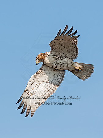 Buteo jamaicensis  RED-TAILED HAWK 8029709z