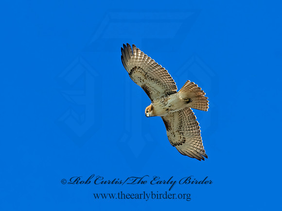 Buteo jamaicensis  RED-TAILED HAWK 6018011z