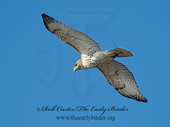 Buteo jamaicensis  RED-TAILED HAWK 6035108z