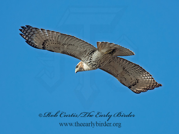 Buteo jamaicensis  RED-TAILED HAWK 6035110z