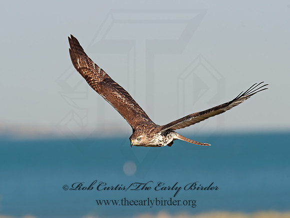 Buteo jamaicensis  RED-TAILED HAWK 8029496z