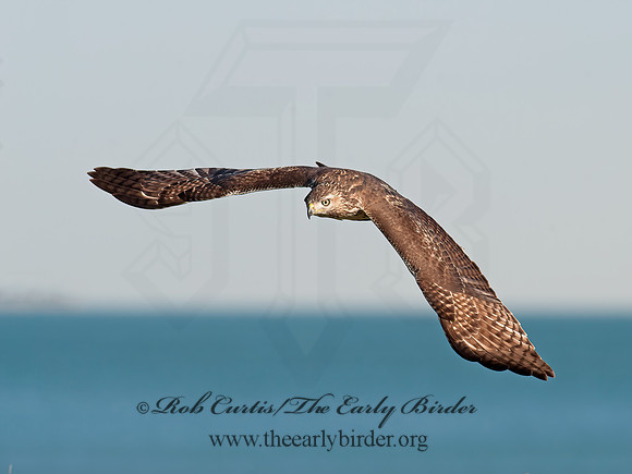 Buteo jamaicensis  RED-TAILED HAWK 8029495z