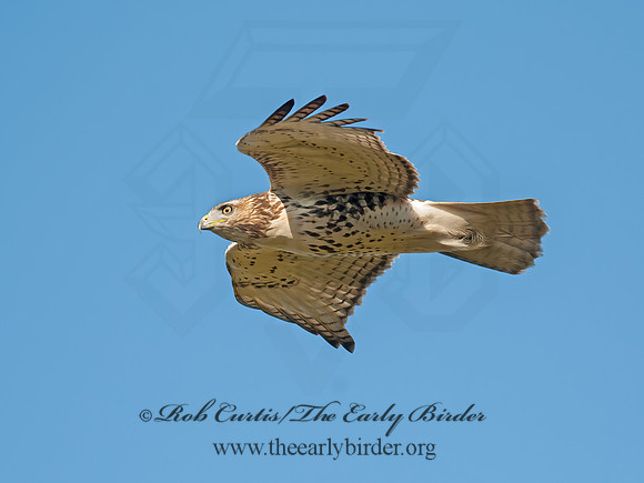Buteo jamaicensis  RED-TAILED HAWK 8029441z