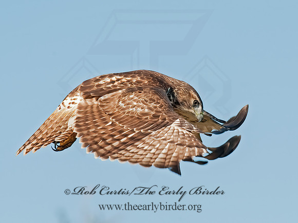 Buteo jamaicensis  RED-TAILED HAWK 8027113z