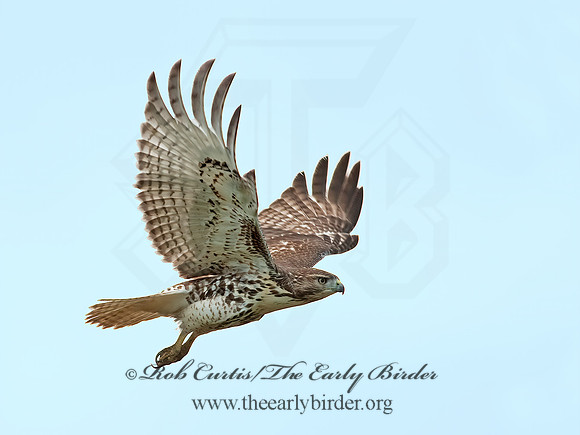 Buteo jamaicensis  RED-TAILED HAWK 8027136z