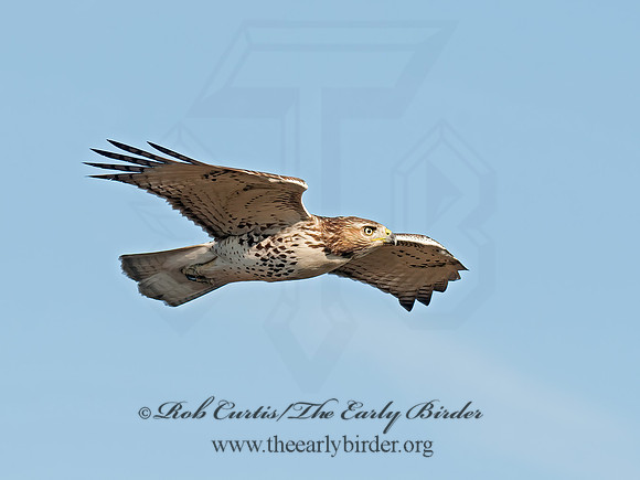 Buteo jamaicensis  RED-TAILED HAWK 8029684z