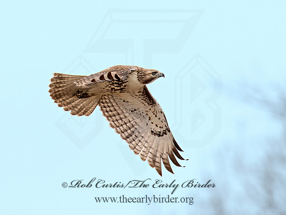 Buteo jamaicensis  RED-TAILED HAWK 9020819z