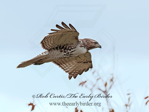 Buteo jamaicensis  RED-TAILED HAWK 8029332z