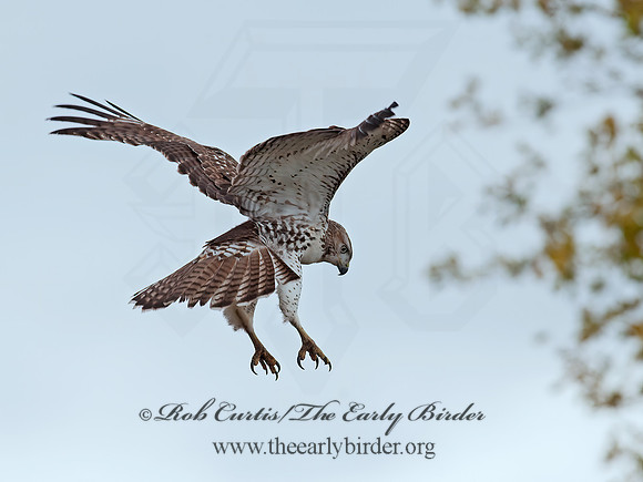 Buteo jamaicensis  RED-TAILED HAWK 8029348z