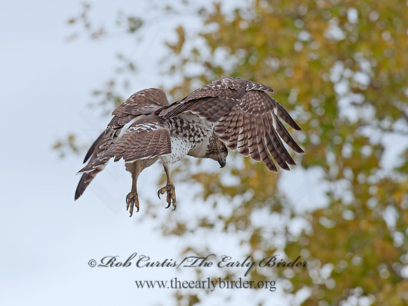 Buteo jamaicensis  RED-TAILED HAWK 8029353z