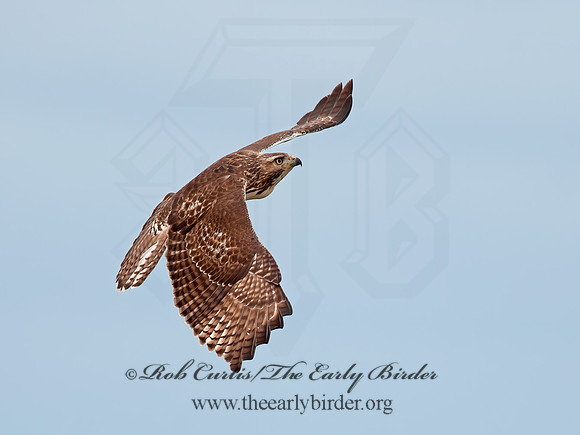 Buteo jamaicensis  RED-TAILED HAWK 8029358z