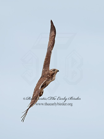 Buteo jamaicensis  RED-TAILED HAWK 8029359z
