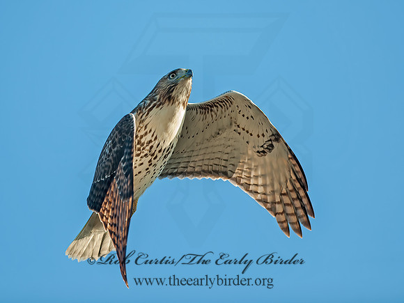 Buteo jamaicensis  RED-TAILED HAWK 8029683z