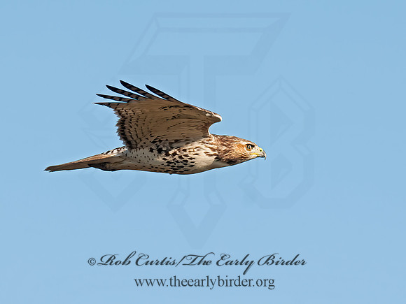 Buteo jamaicensis  RED-TAILED HAWK 8029686z