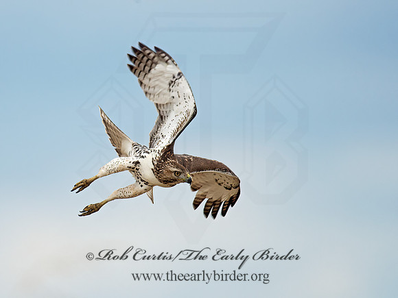 Buteo jamaicensis  RED-TAILED HAWK 9005907z