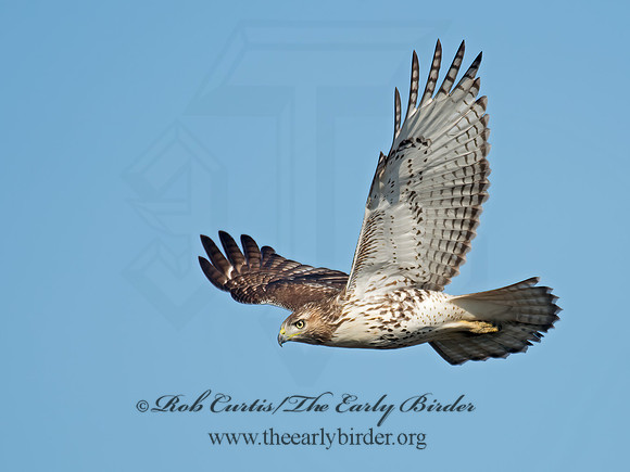 Buteo jamaicensis  RED-TAILED HAWK 6035121z