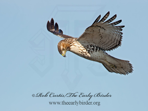 Buteo jamaicensis  RED-TAILED HAWK 6035120z