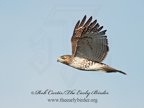 Buteo jamaicensis  RED-TAILED HAWK 6035131z