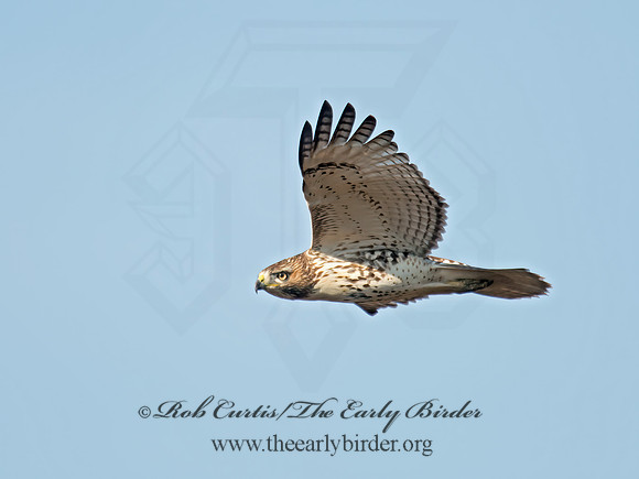 Buteo jamaicensis  RED-TAILED HAWK 6035140z