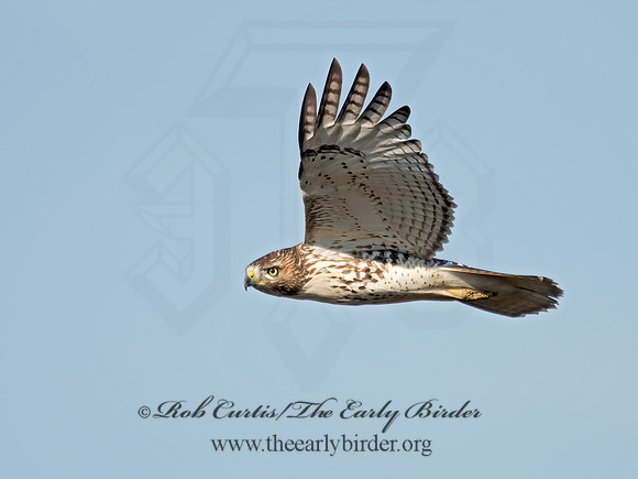 Buteo jamaicensis  RED-TAILED HAWK 6035134z
