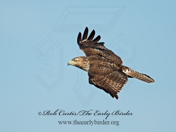 Buteo jamaicensis  RED-TAILED HAWK 6035132z
