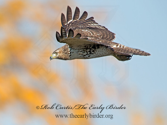 Buteo jamaicensis  RED-TAILED HAWK 6035129z
