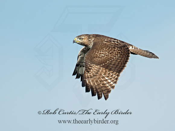 Buteo jamaicensis  RED-TAILED HAWK 6035130z