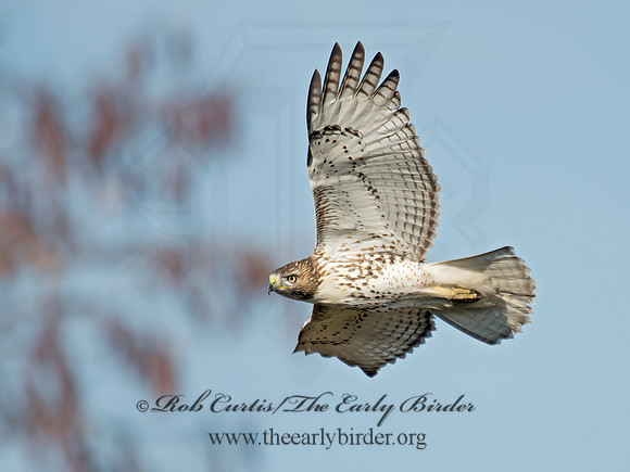 Buteo jamaicensis  RED-TAILED HAWK 6035135z