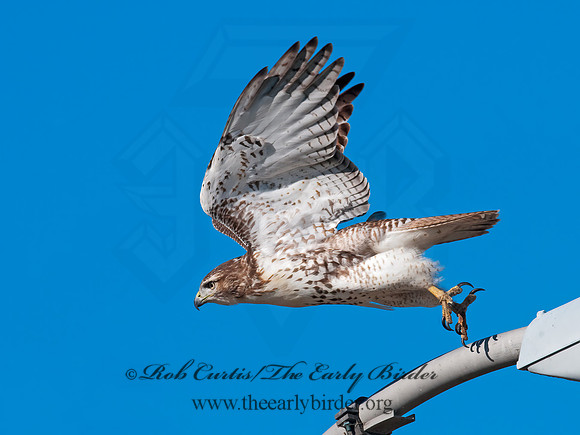Buteo jamaicensis  RED-TAILED HAWK 8024291z