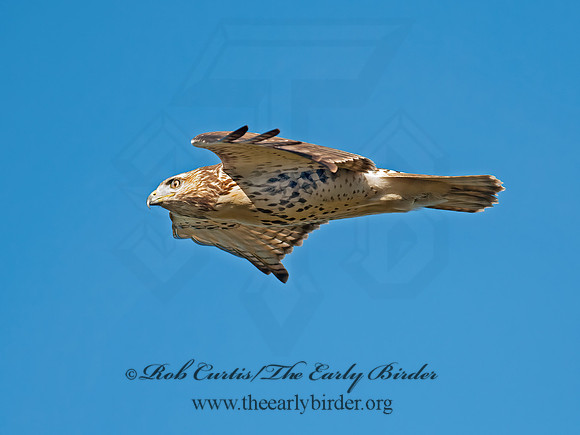 Buteo jamaicensis  RED-TAILED HAWK 8029444z