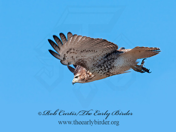 Buteo jamaicensis  RED-TAILED HAWK 8024292z
