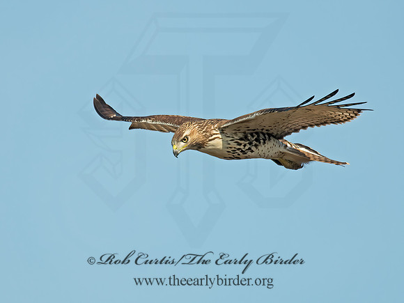 Buteo jamaicensis  RED-TAILED HAWK 6035148z