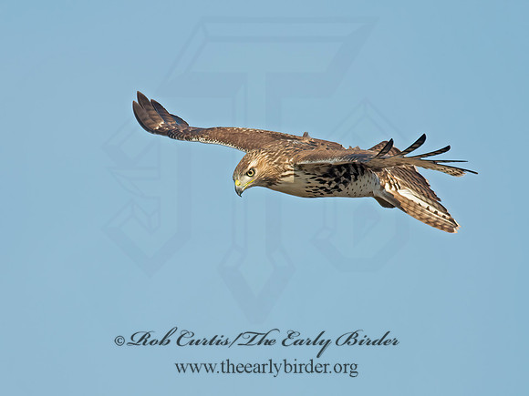Buteo jamaicensis  RED-TAILED HAWK 6035149z