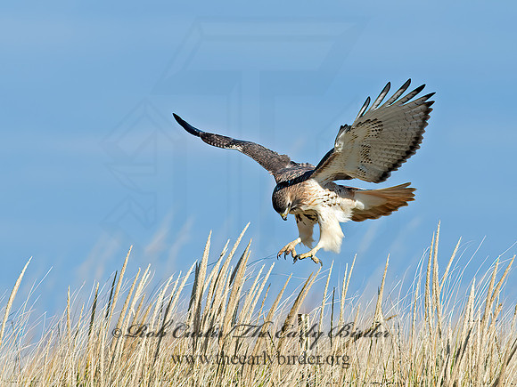 Buteo jamaicensis  RED-TAILED HAWK  9062736z
