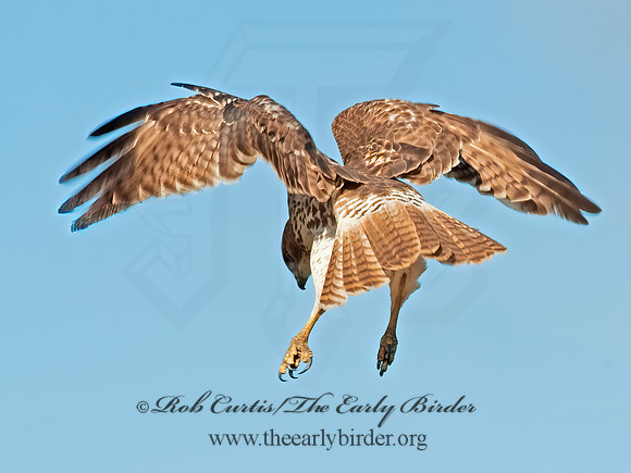 Buteo jamaicensis  RED-TAILED HAWK 8027114z