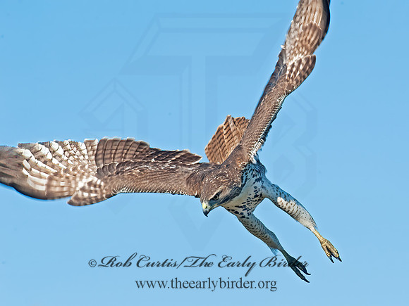 Buteo jamaicensis  RED-TAILED HAWK 8027106z