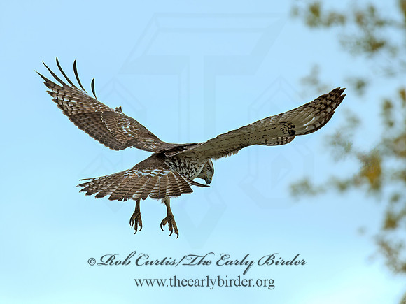 Buteo jamaicensis  RED-TAILED HAWK 8029347z