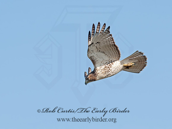 Buteo jamaicensis  RED-TAILED HAWK 8029705z