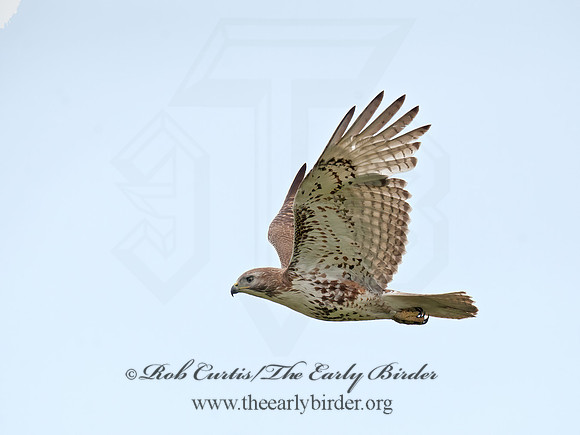 Buteo jamaicensis  RED-TAILED HAWK 8035380z